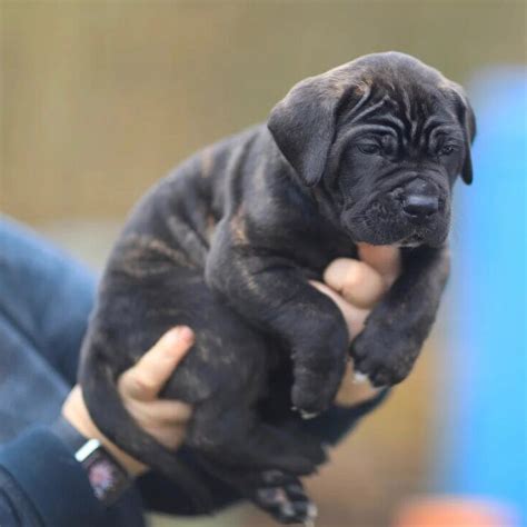 cane corso for sale near me|free cane corso rescue puppies near me.